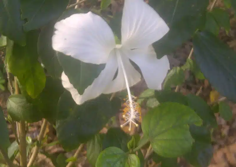 Weiße Hibiskusblüten für Magie im Früchtetee Weiße Magie