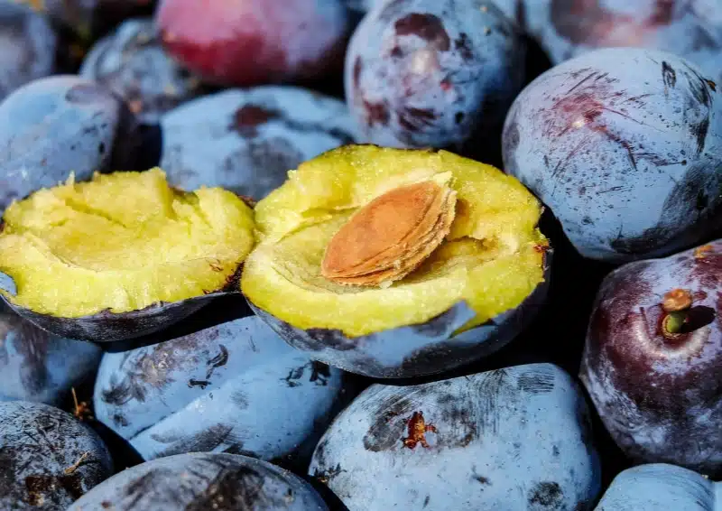 Süße Pflaumen sind in der Teesorte Früchtetee Zimt Pflaume