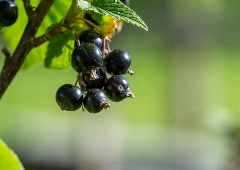 Schwarze Johannisbeeren sind im Früchtetee Zitrus Beerenmix