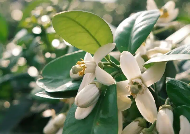 Kräutertee Canapée mit feinsten Orangenblüten vermischt