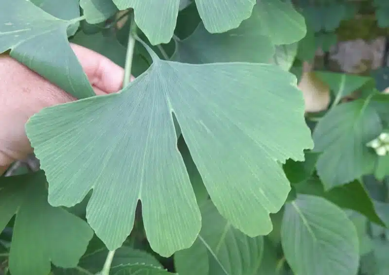 Kräutertee Geistesblitz mit frischem Gingko angereichert