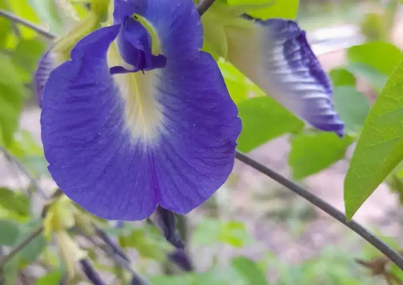 Clitoria Ternatea blaue Blüte am Gartenzaun