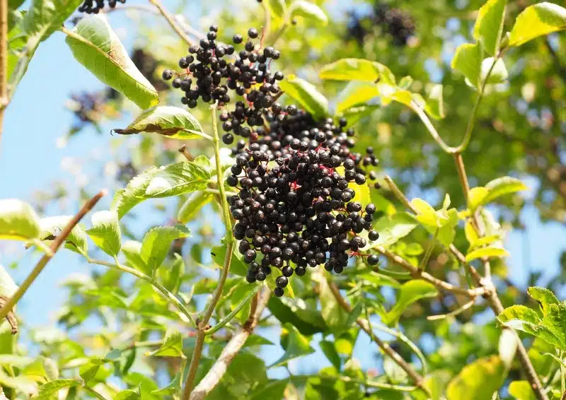 Holunderbeeren am Baum für den Früchtetee Beerige Bande