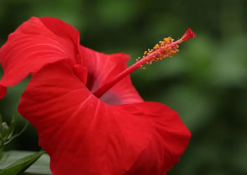 Hibiskusblüten sind in der Teemischung Früchtetee Eistee Eisfix