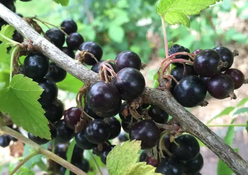 Schwarze Johannisbeeren frisch vom Strauch für den Früchtetee Fruchtiges Beerenkompott