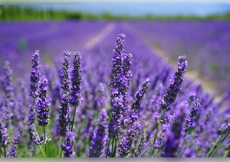 Frischer lila Lavendel ist eine Hauptzutat im Früchtetee Lavendelfeld