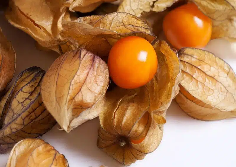 Frische, orange Physalis geben den Geschmack im Früchtetee Pyhrange