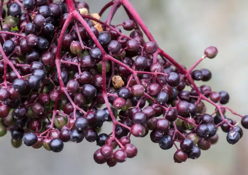 Rote Holunderebeeren sind im Früchtetee Rote Explosion