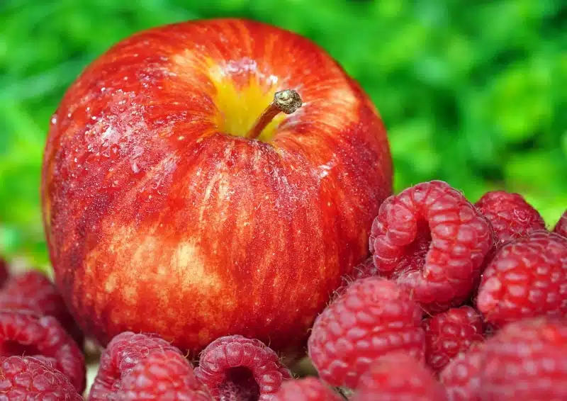 Apfel und Himbeeren geben Geschmack im Früchtetee Rote Früchte & Buchu