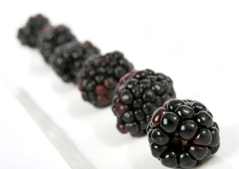 Dunkle Brombeeren geben im Früchtetee Veilchenbeere den Geschmack vor