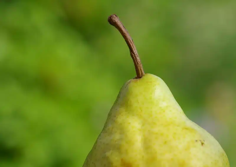 Saftige Birnen geben den Geschmack im Früchtetee Birne im Glück