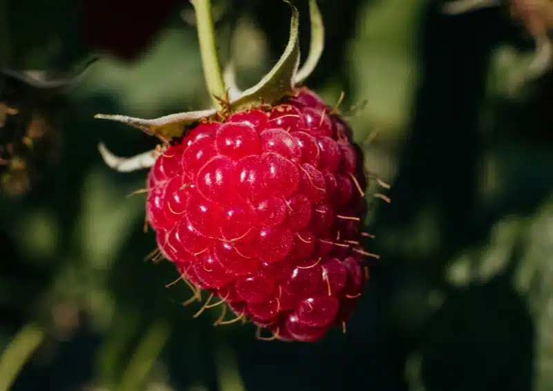 Frische Walderdbeeren im Früchtetee Himmergeist