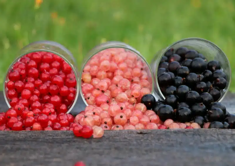 Rote, schwarze und helle Johannisbeeren für den Früchtetee Johannisbeere
