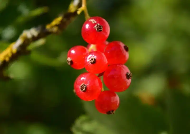 Johannisbeeren sind ein Bestandteil im Früchtetee Milde Johannisbeere