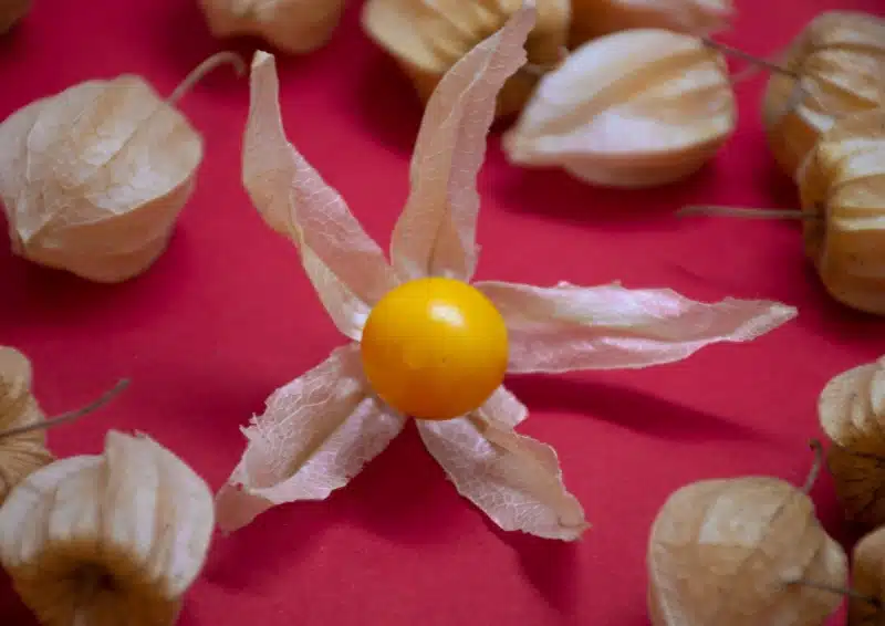 Kleine gelbe Physalis für den Früchtetee Sonniges Gemüt 