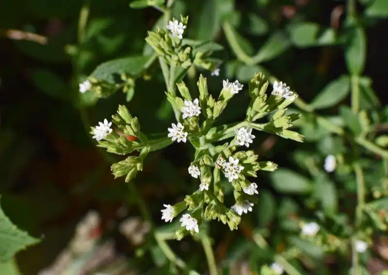 Stevia wird zum Süßen in der Teesorte Früchtetee Sweet Fruitdream verwendet