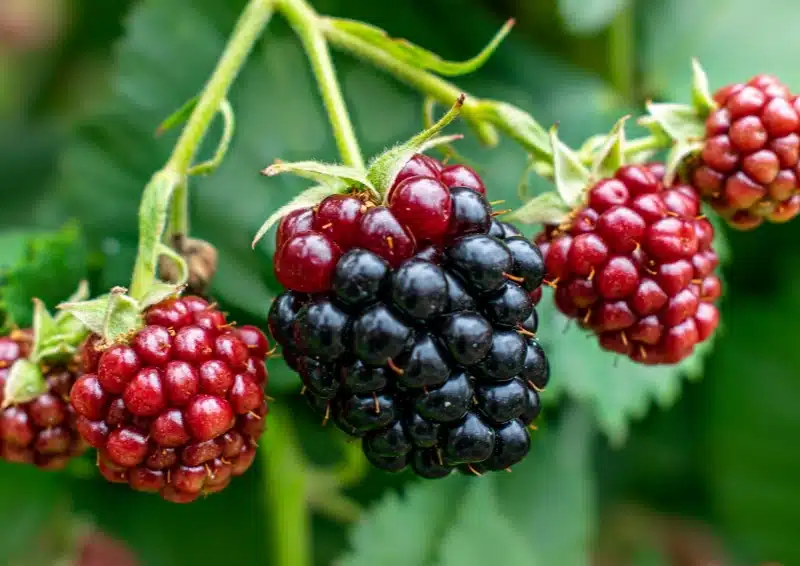 Frische Brombeeren sind im Früchtetee Hamburger Grütze