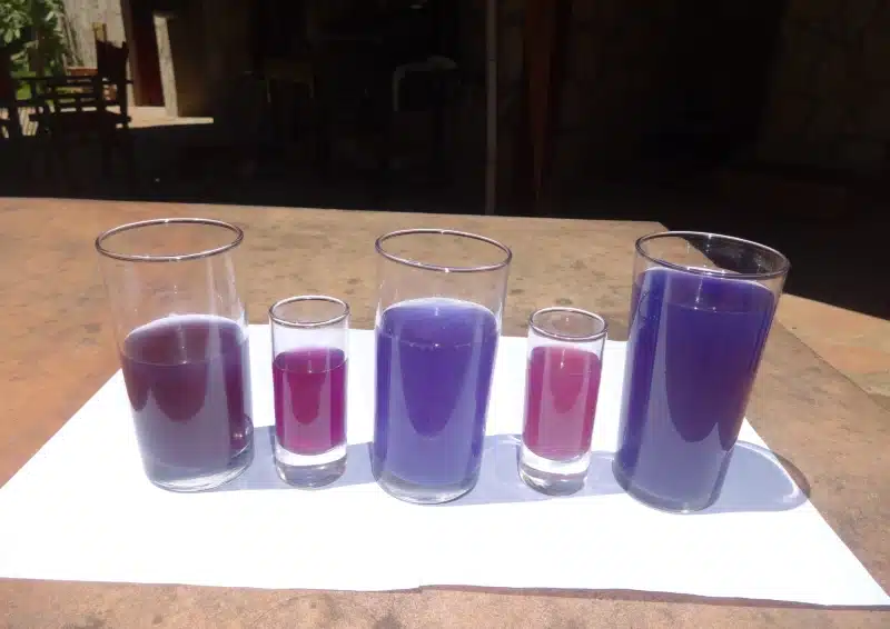 Warum wird Clitoria ternatea Tee mit Zitrone violett?