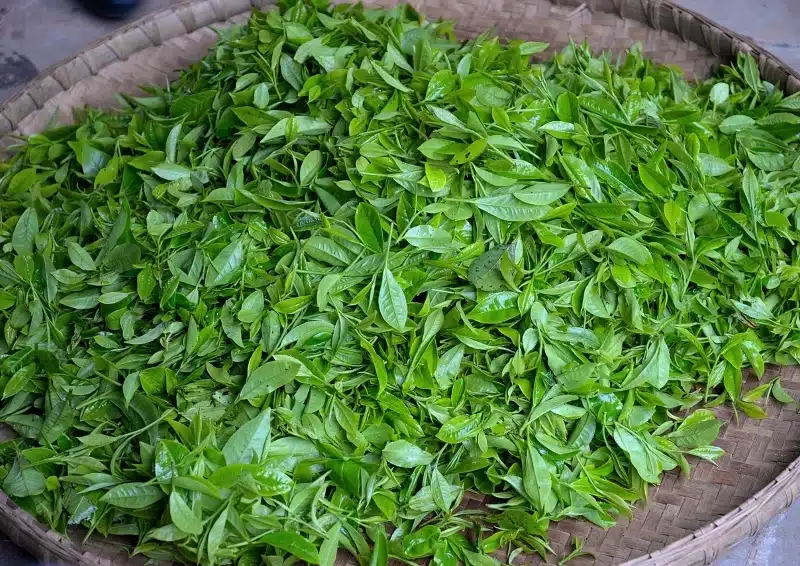 Sencha Grüntee Blätter frisch gepflückt
