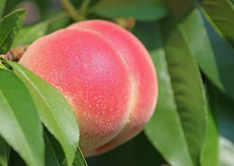 Frische große Pfirsiche sind in der Teemischung Früchtetee Fette Früchte vermengt