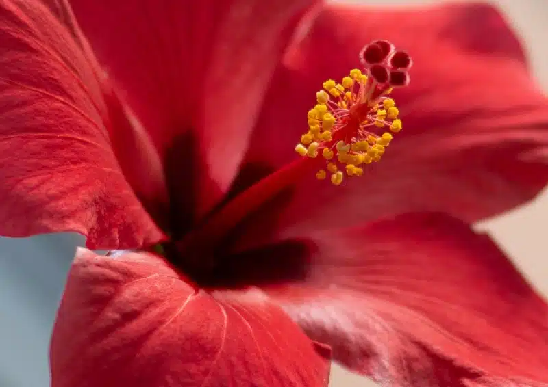 Leuchtend rote Hibiskus Blüten sind im Früchtetee Früchtepunsch