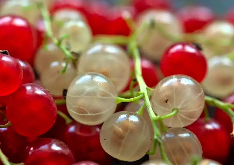 Frische rote und weiße Johannisbeeren für den Früchtetee Golden Dolphin