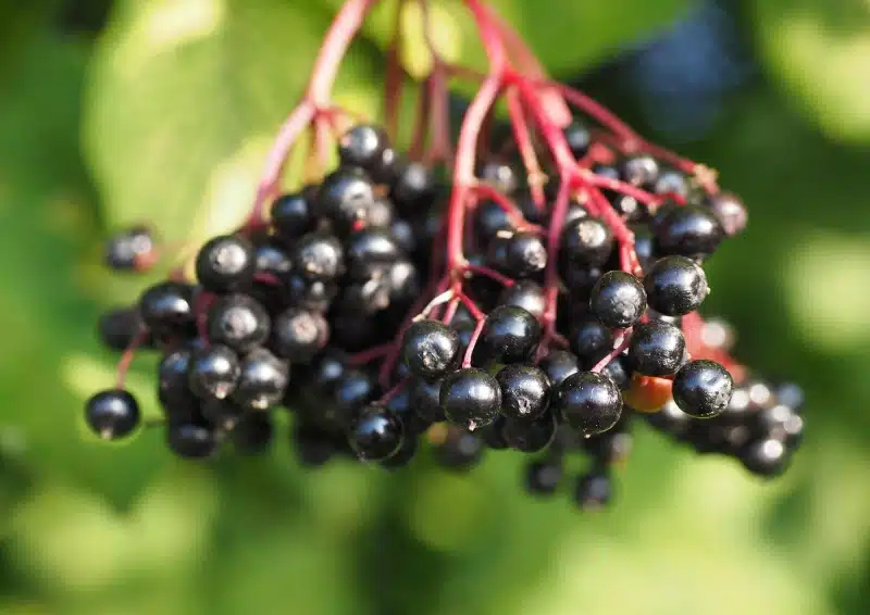 Dunkel Holunderbeeren am Strauch für Früchtetee Holunder Wellness