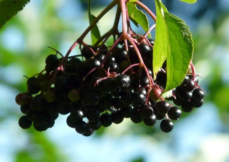 Dunkle Holunderbeeren am Baum für Früchtetee Holunderpunsch