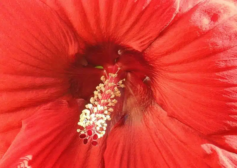 Hibiskusblüten sind ein Hauptbestandteil im Früchtetee Jamaikanischer Rum