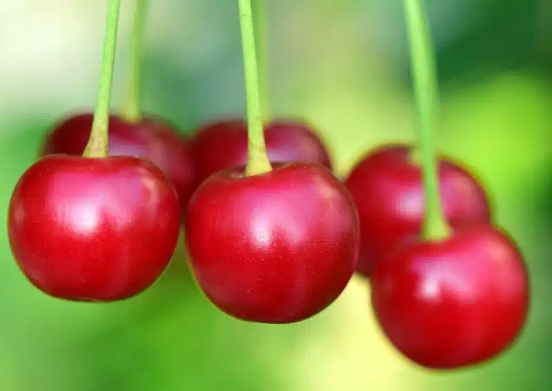 Saftige Kirschen geben den Ton an im Früchtetee Kirsch Vanille
