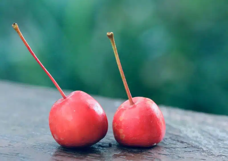 Saftige Kirschen auf einem Tisch für den Früchtetee Milde Kirsche