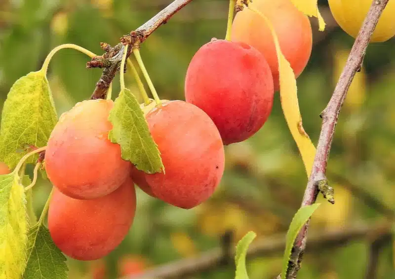 Mirabellen am Baum frisch für Früchtetee Milder Apfel Gelbe Grütze