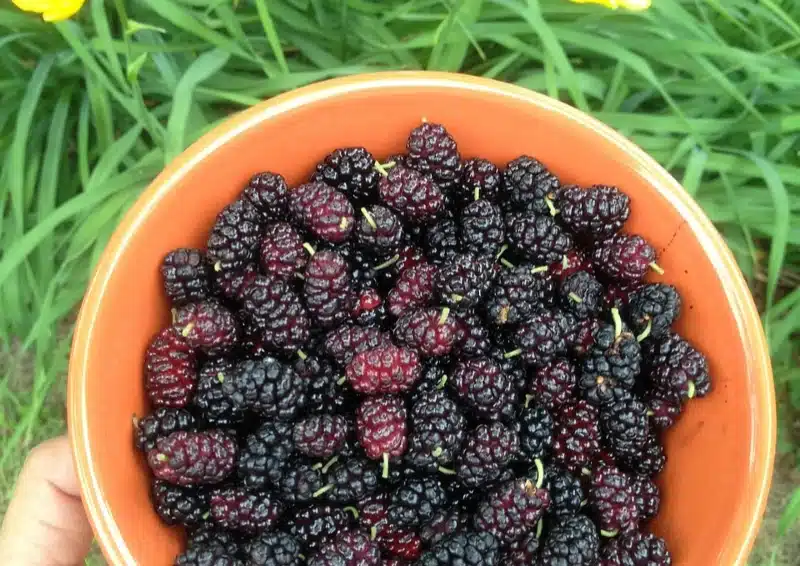 Dunkle Maulbeeren im Früchtetee Maulberry