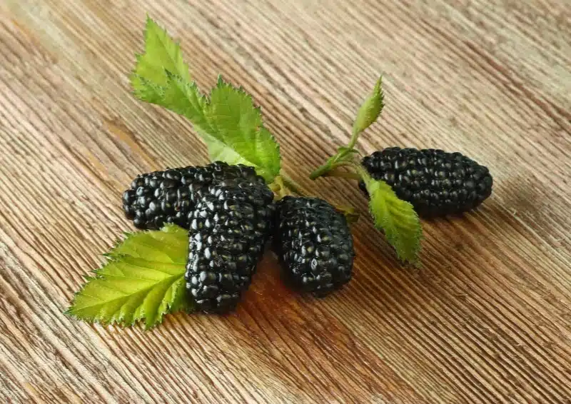 Frische Maulbeeren auf dem Tisch für den Früchtetee Paradebeere