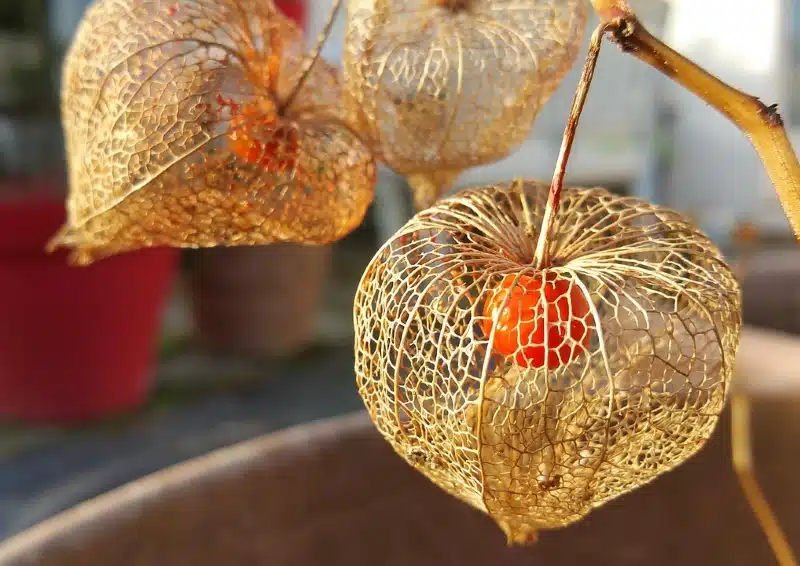 Physalis in ihrer filigraner Hülle für Früchtetee Physalis