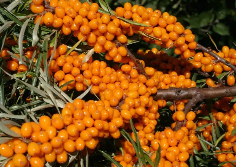 Frischer Sanddorn am Strauch für Früchtetee Sanddorn Sahne