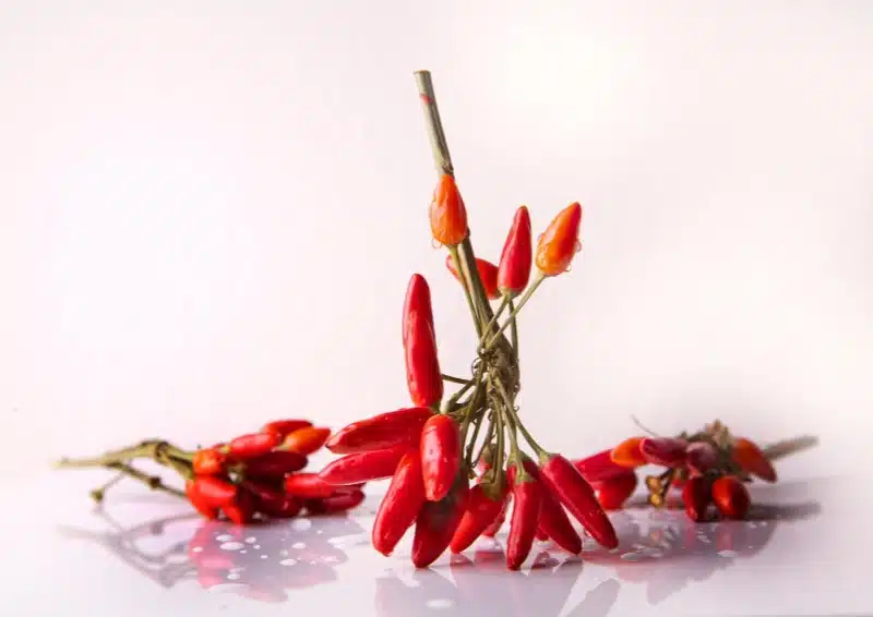 Scharfe, rote Chili in der Teesorte Früchtetee Scharfe Schote