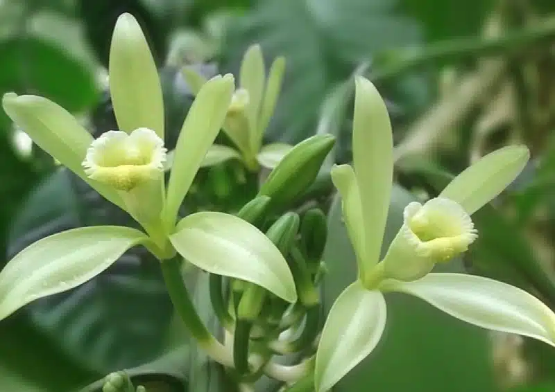 Vanilleblüten in der Natur für Früchtetee Wintermärchen