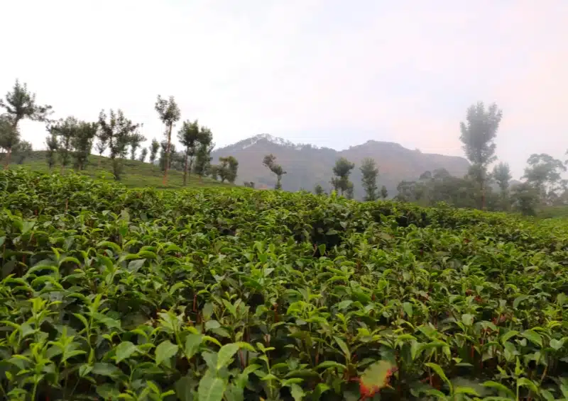 Oolong Feng Huang Dan Cong wird hier angebaut
