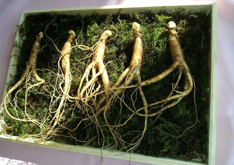 Ginseng in der Teesorte Oolong Formosa Ren Shen