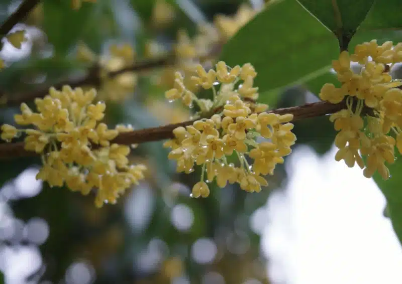 Osmanthusblüte am Baum für Oolong Kwai Flower Blend