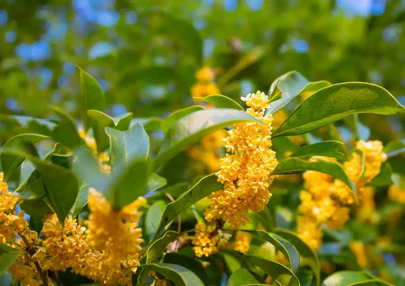 Feinste Osmanthusblüten für Oolong Osmanthus Jade Pearls