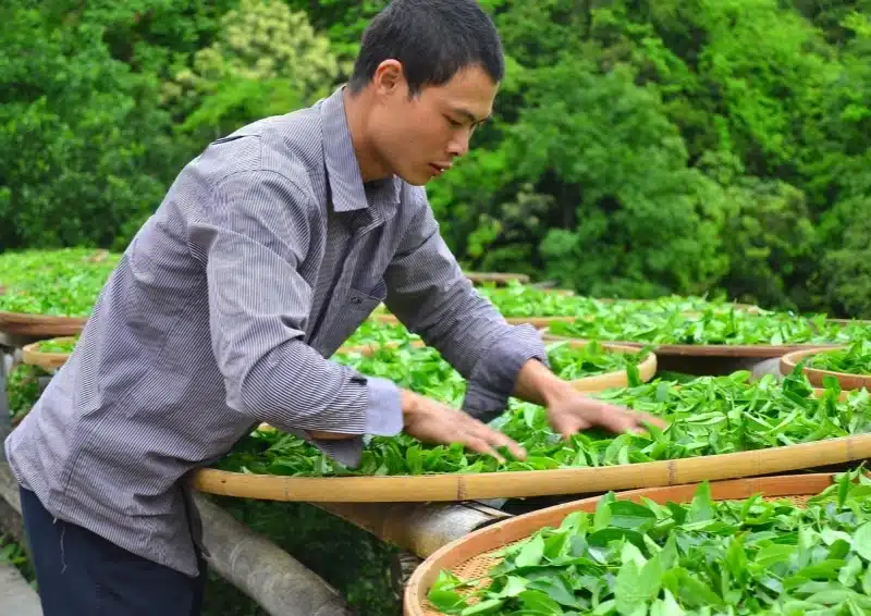 Frischer Oolong Premium Zhongxin Yin in Bambuskörben