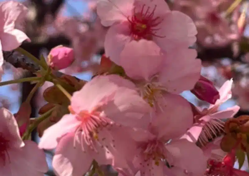 Pai Mu Tan Feiner Kirschzauber mit zarten Kirschblüten veredelt
