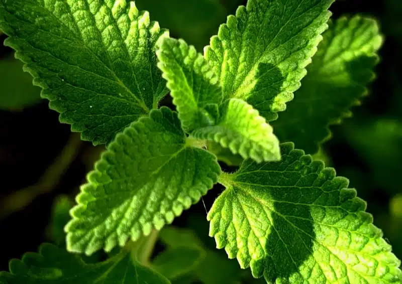Frische Zitronenmelisse für Pai Mu Tan Frische Zitrone