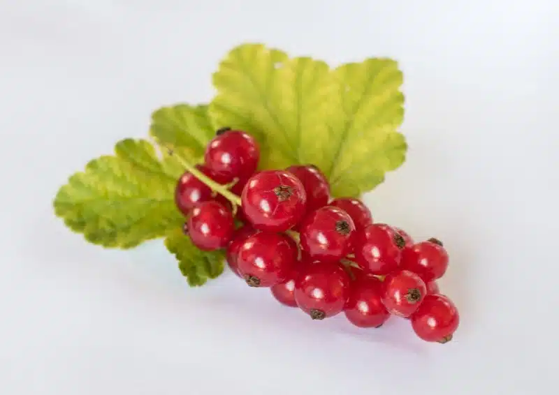 Weißer Johannisbeertraum mit saftigen roten Johannisbeeren