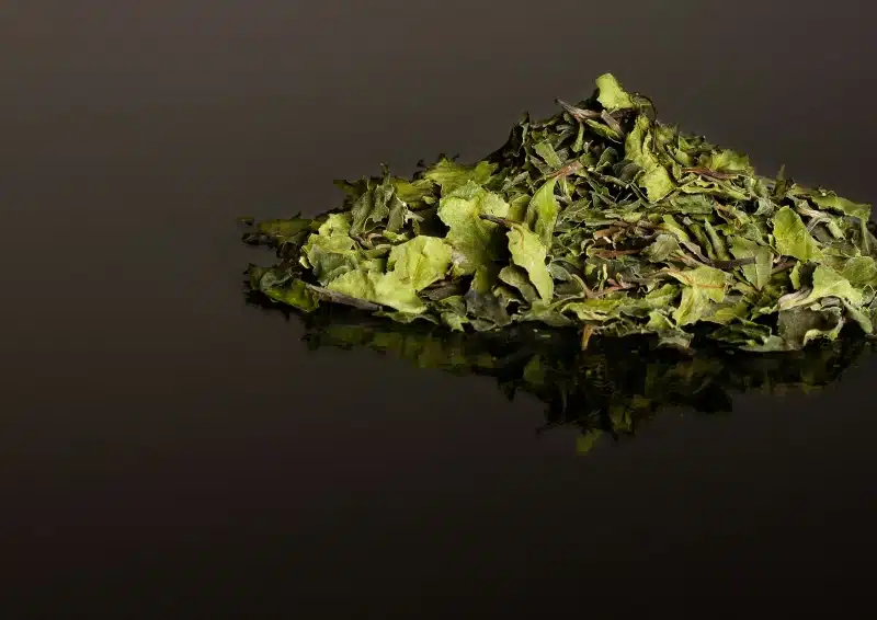 Weißer Tee Bai Mu Dan Supreme auf dunklem Hintergrund