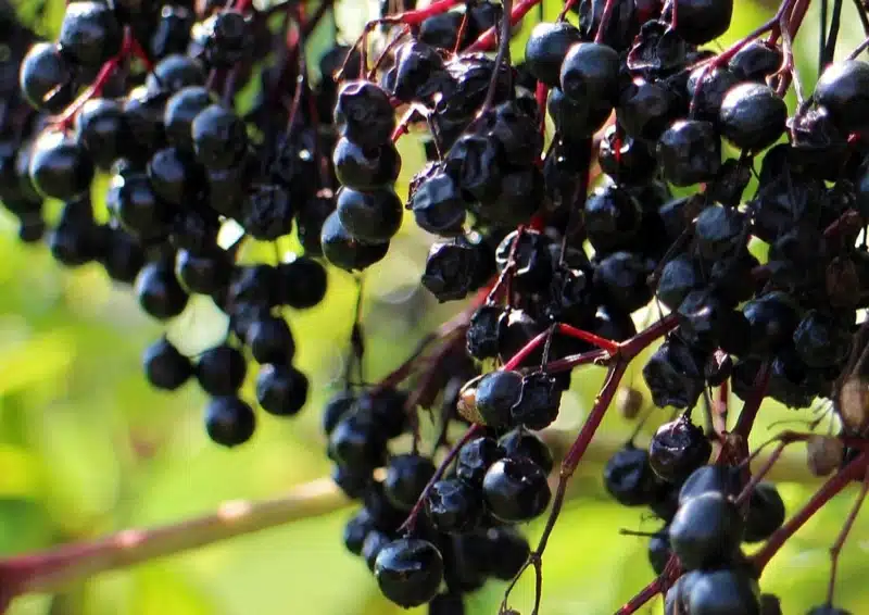 Weißer Tee China Pai Mu Tan Holunderbeere mit frischen Beeren