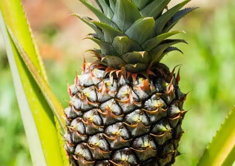 Ananas ist in der Teesorte Weißer Tee Dschungelparty
