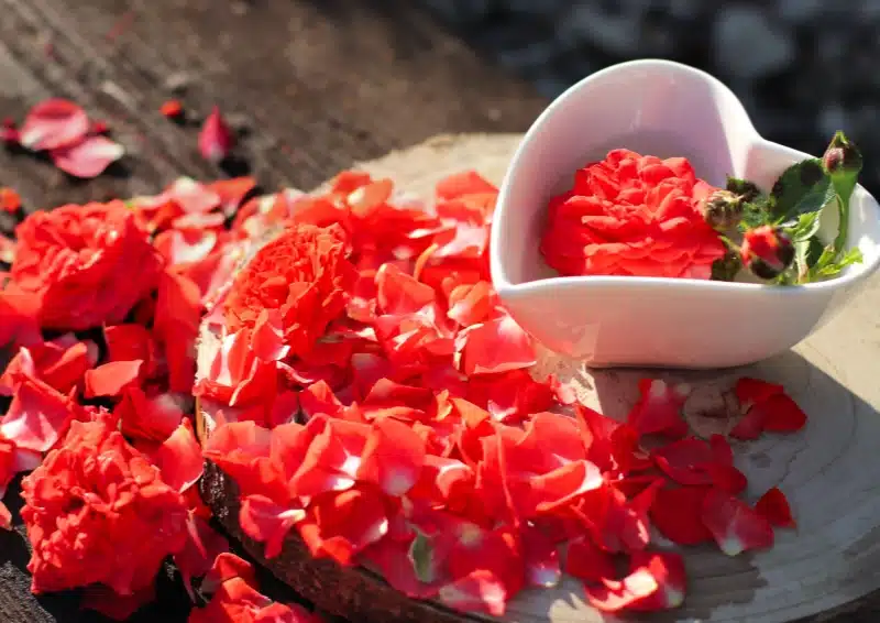 Weißer Tee Dornröschen ist mit roten Rosenknospen und-blättern